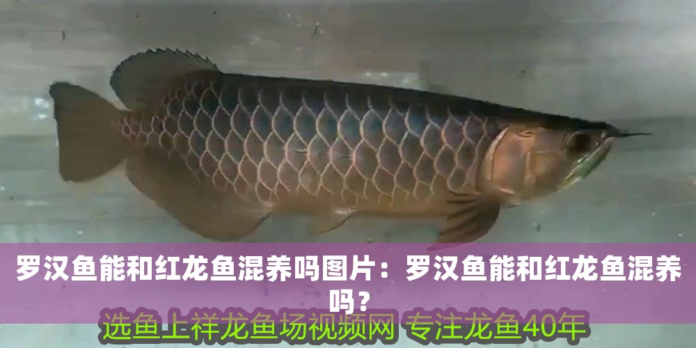 羅漢魚(yú)能和紅龍魚(yú)混養(yǎng)嗎圖片：羅漢魚(yú)能和紅龍魚(yú)混養(yǎng)嗎？