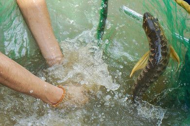 金龍魚養(yǎng)殖場地址：關(guān)于金龍魚的養(yǎng)殖場地址