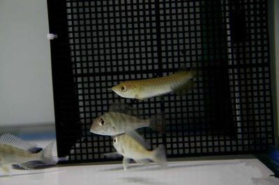 龍魚生寶寶要多久：龍魚生寶寶的具體時間取決于多種因素