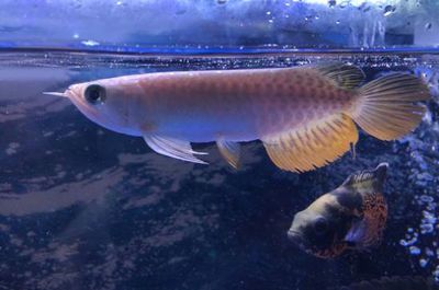 龍魚的好處：龍魚不吃食有什么絕招