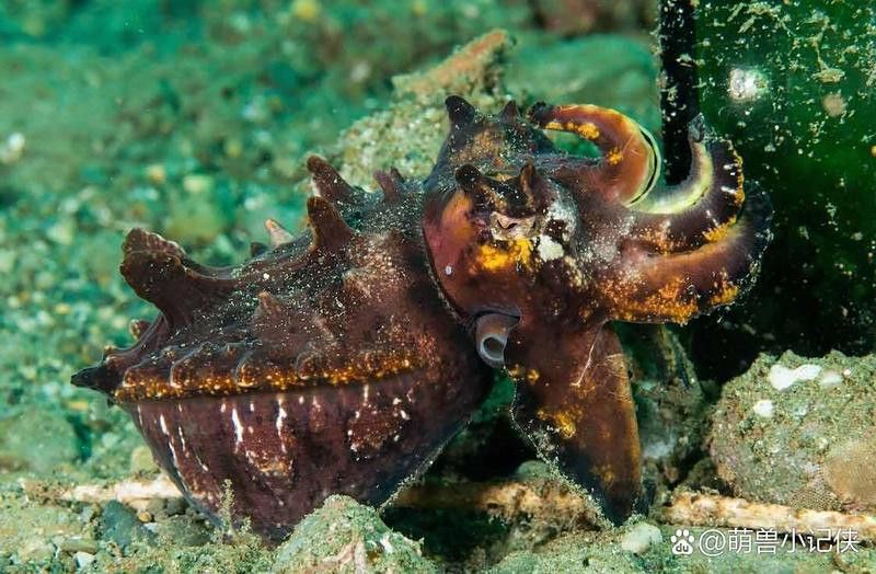 火焰海龍魚