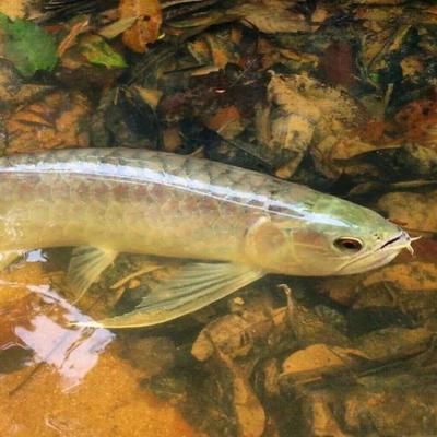 野生紅龍魚能長多長：野生紅龍魚能長多久？