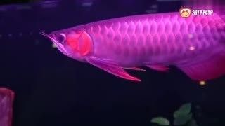 野生紅龍魚能長多長：野生紅龍魚能長多久？