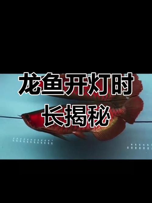 古典藍龍魚用什么燈好看又漂亮