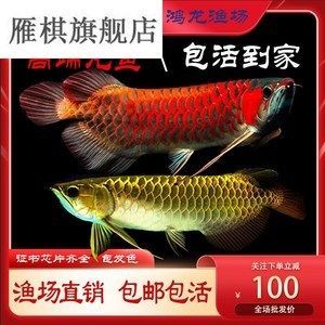 紅龍魚魚缸里能長(zhǎng)多大的魚苗：紅龍魚魚缸大小和紅龍魚生長(zhǎng)的一些詳細(xì)信息