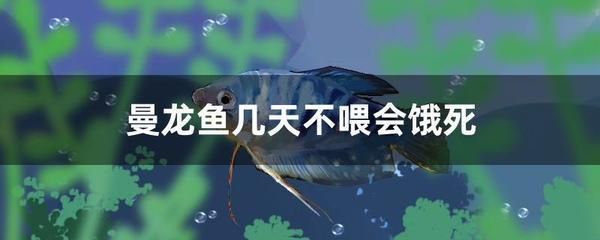 龍魚幾天不喂會餓死嗎（龍魚幾天不吃東西會被餓死嗎？）