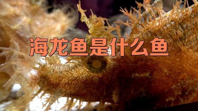 野生海龍魚的圖片高清大全