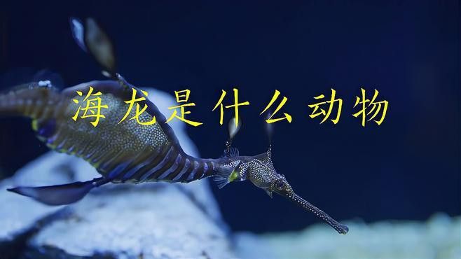 野生海龍魚的圖片高清大全