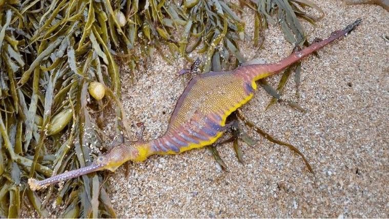 野生海龍魚的圖片高清大全