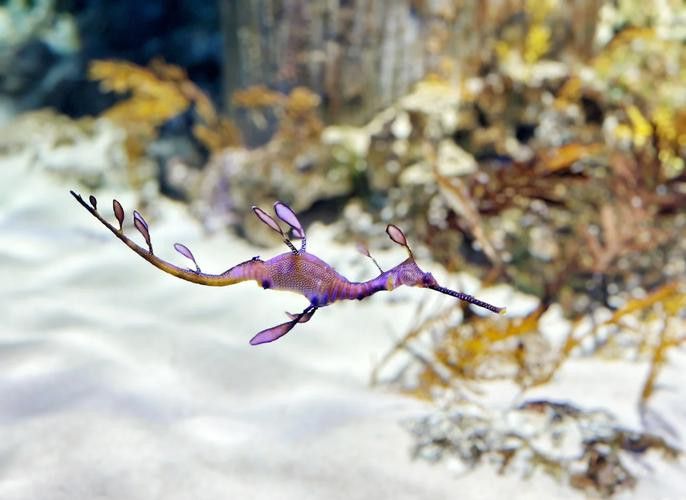 野生海龍魚的圖片高清大全