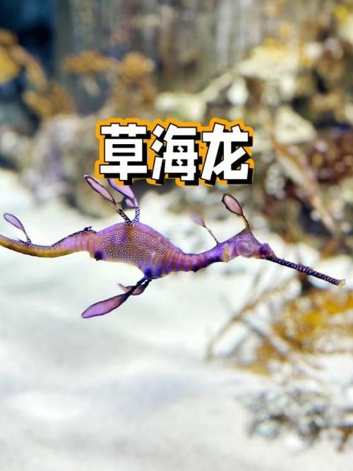 野生海龍魚的圖片高清大全