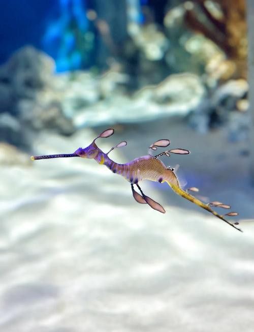 野生海龍魚的圖片高清大全