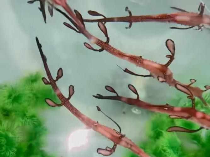 野生海龍魚的圖片高清大全