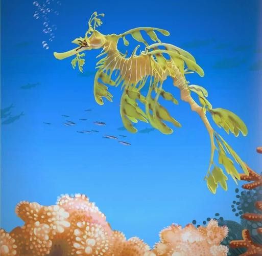 野生海龍魚的圖片高清大全
