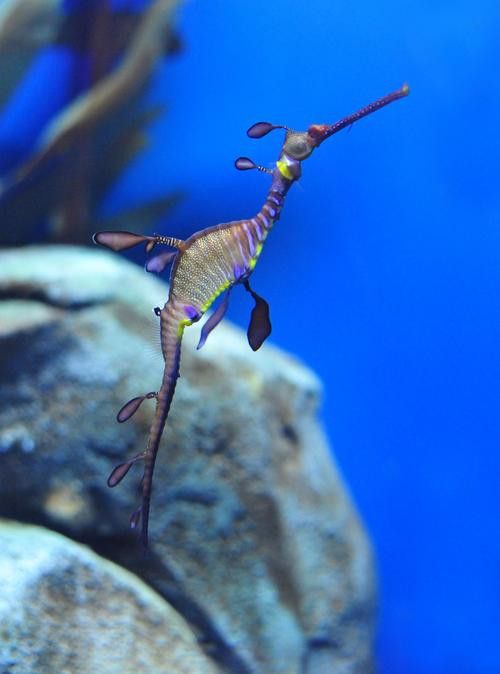 野生海龍魚的圖片高清大全