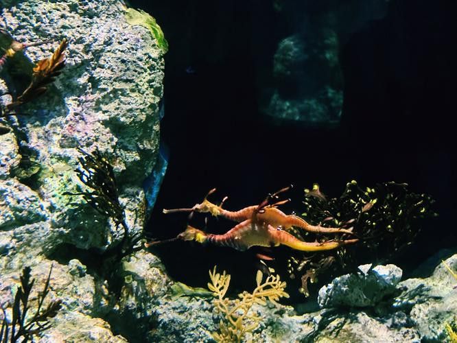 野生海龍魚的圖片高清大全