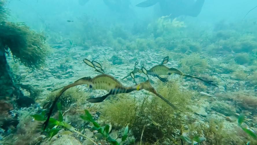 野生海龍魚的圖片高清大全