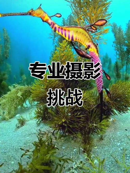 野生海龍魚的圖片高清大全