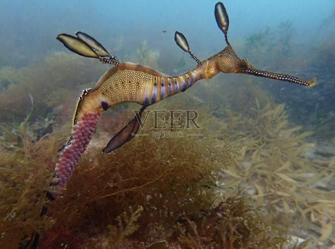 野生海龍魚的圖片高清大全