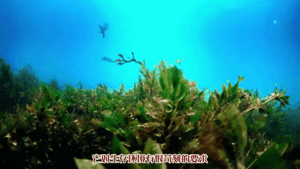 野生海龍魚的圖片高清大全