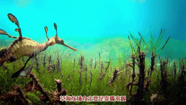 野生海龍魚的圖片高清大全
