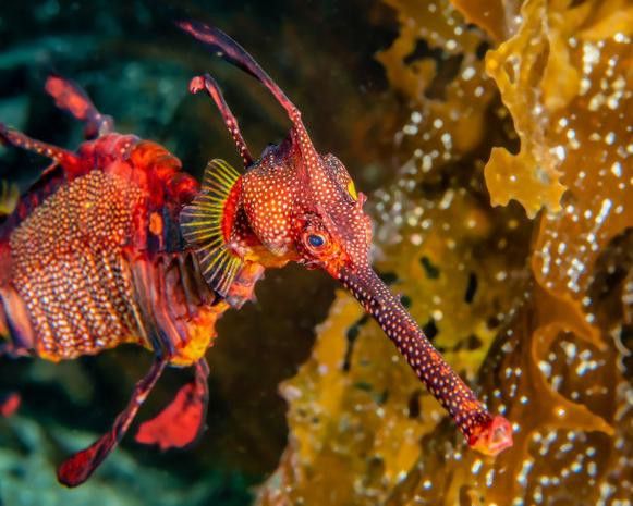 野生海龍魚的圖片高清大全