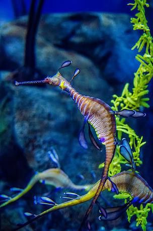 野生海龍魚的圖片高清大全