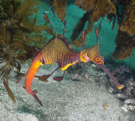野生海龍魚的圖片高清大全