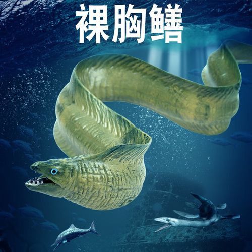 野生海龍魚的圖片高清大全