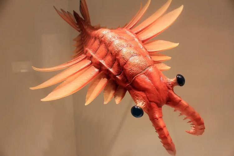 野生海龍魚的圖片高清大全