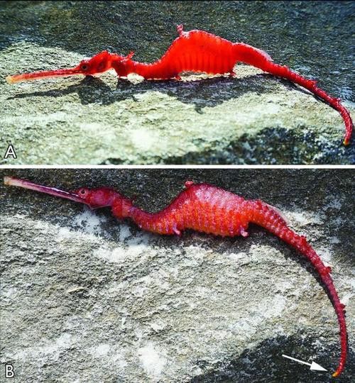 野生海龍魚的圖片高清大全