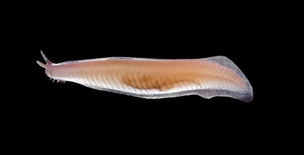 野生海龍魚的圖片高清大全