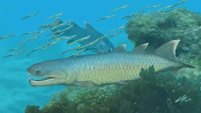 野生海龍魚的圖片高清大全