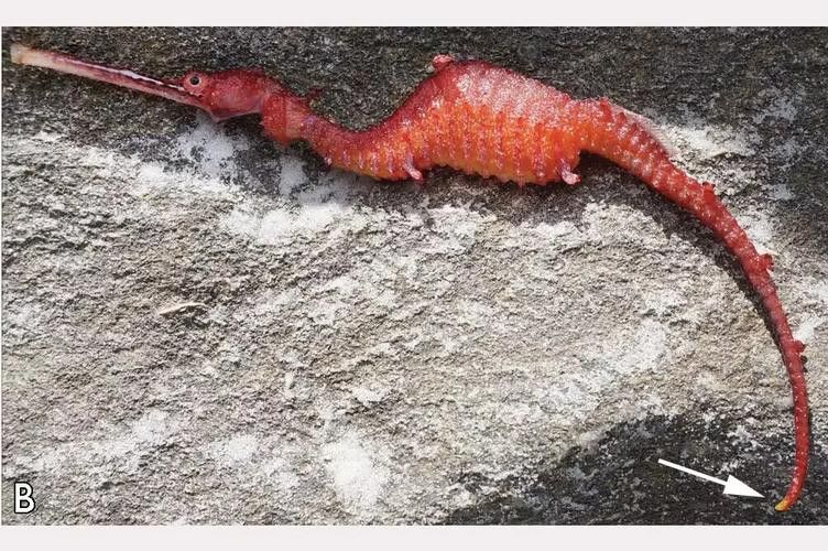 野生海龍魚的圖片高清大全