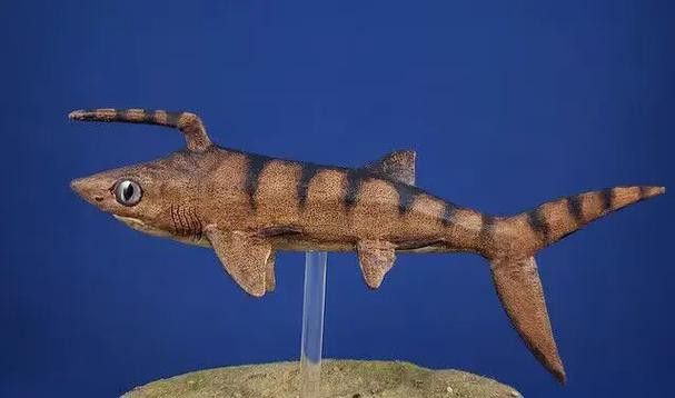 野生海龍魚的圖片高清大全