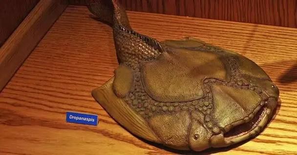 野生海龍魚的圖片高清大全