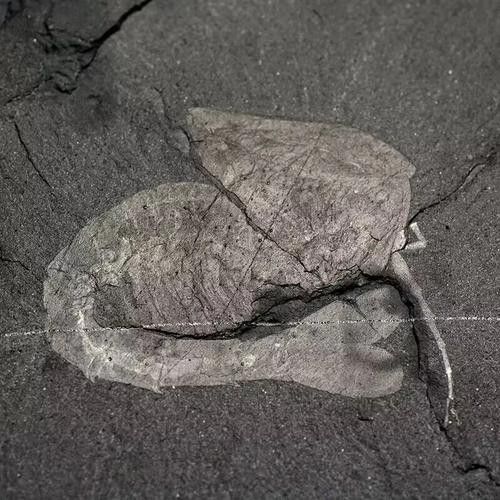 野生海龍魚的圖片高清大全