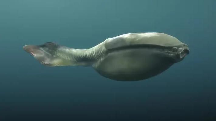 野生海龍魚的圖片高清大全