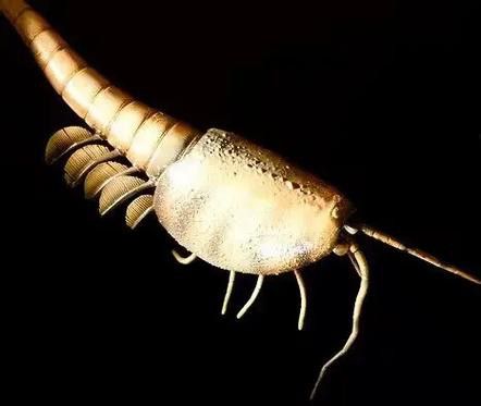 野生海龍魚的圖片高清大全