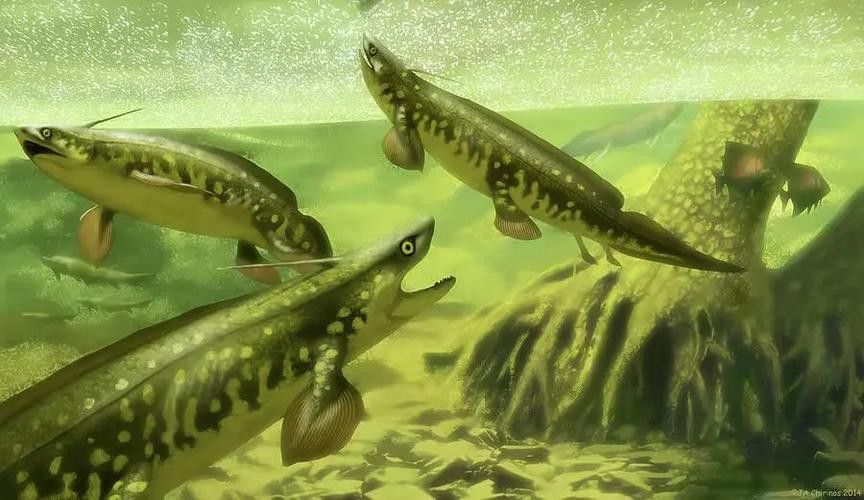 野生海龍魚的圖片高清大全