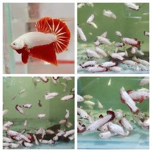 紅龍魚苗的挑選技巧：紅龍魚的挑選技巧