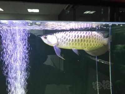 龍魚開燈最佳時間：龍魚開燈的最佳時間