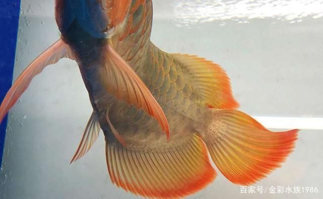 頂級紅龍魚血統：頂級紅龍魚的血統分類