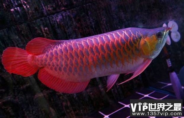 頂級紅龍魚血統：頂級紅龍魚的血統分類
