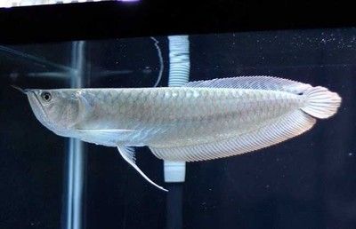 純種銀龍魚什么樣子好看又好養（純種銀龍魚的形態特征和繁殖方法介紹）