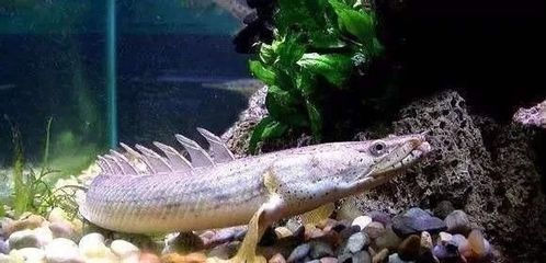 為什么龍魚老是不游動怎么回事呢：為什么龍魚老是不游動怎么回事