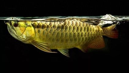 龍魚蒙眼不吃食怎么辦呀：龍魚蒙眼不吃食可能是由多種原因引起的，龍魚水質檢測方案