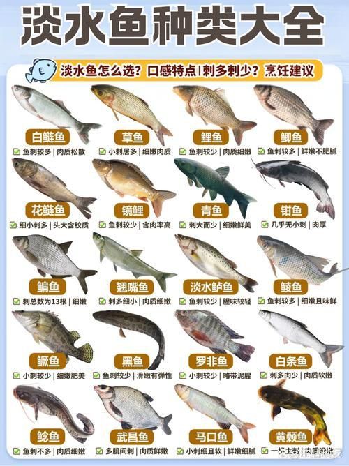 鯉魚和鯽魚圖片對比