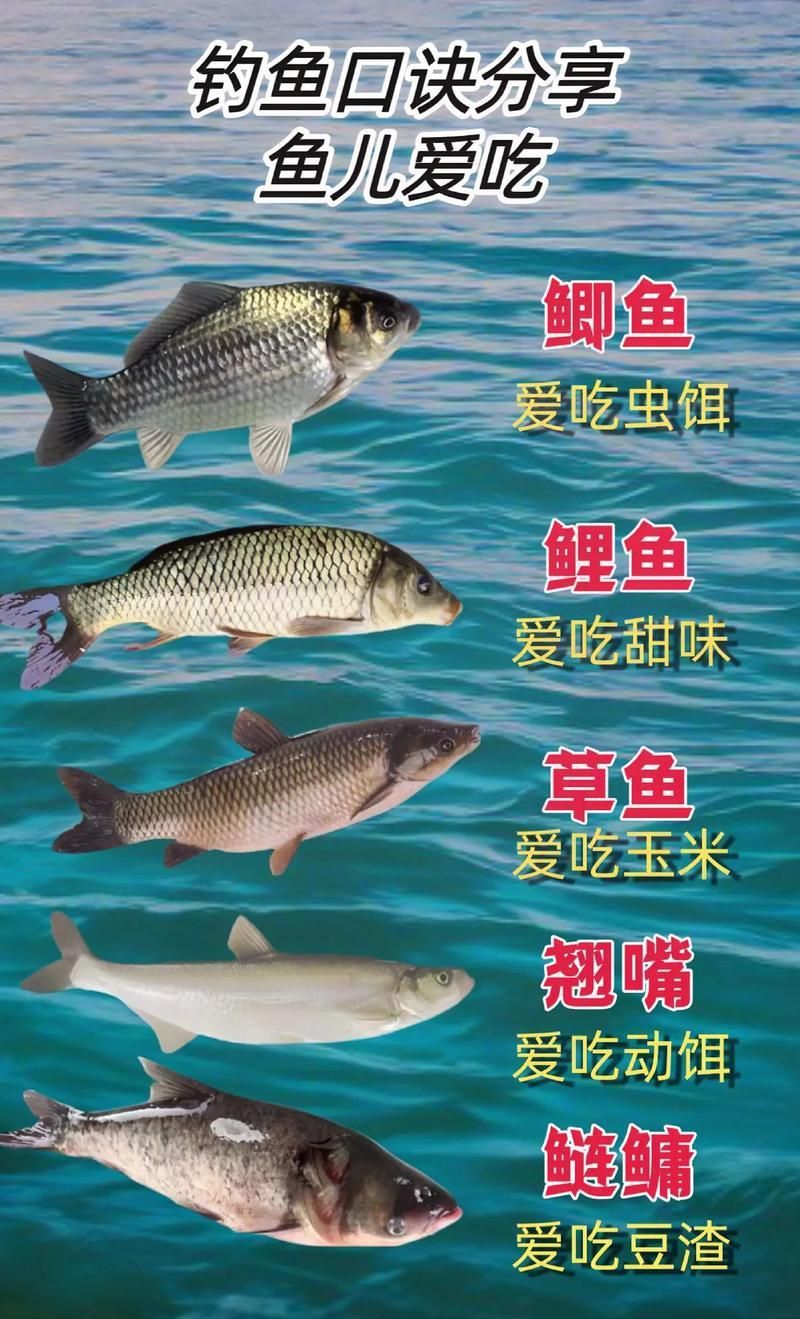 鯉魚和鯽魚圖片對比