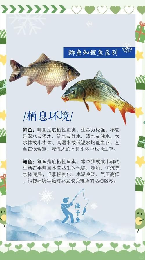 鯉魚和鯽魚圖片對比